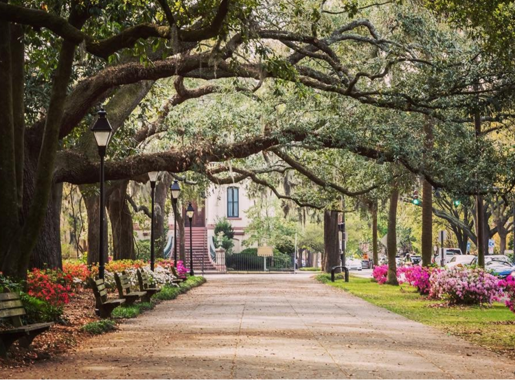 A sidewalk surrounded by flowers on the right, benches on the left, and overhanging mossy trees above. Located in Savannah, Georgia